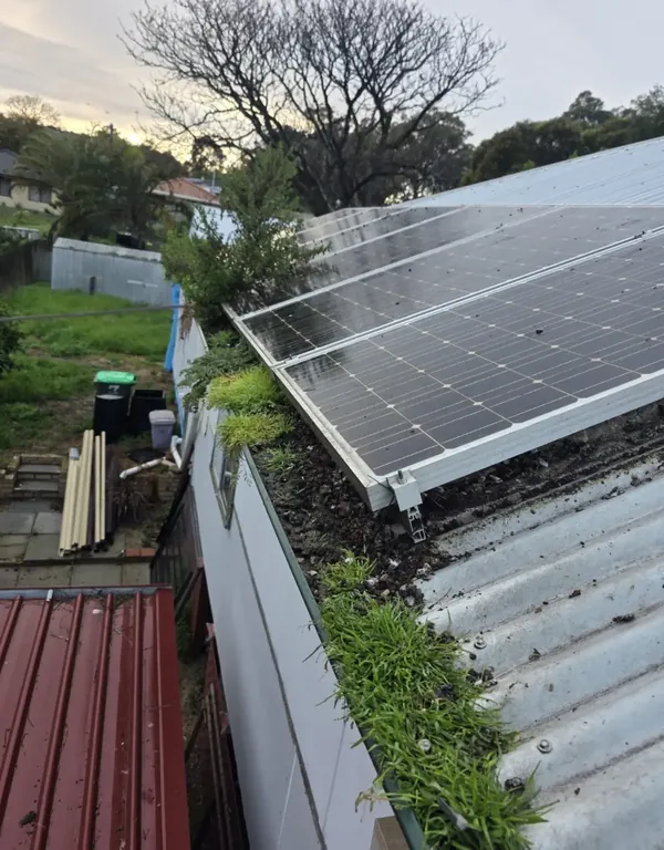 Bird nesting under solar panels before cleaning
